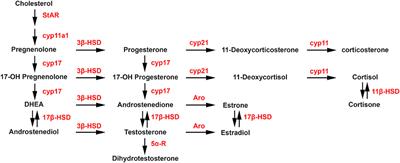 Steroid Transport, Local Synthesis, and Signaling within the Brain: Roles in Neurogenesis, Neuroprotection, and Sexual Behaviors